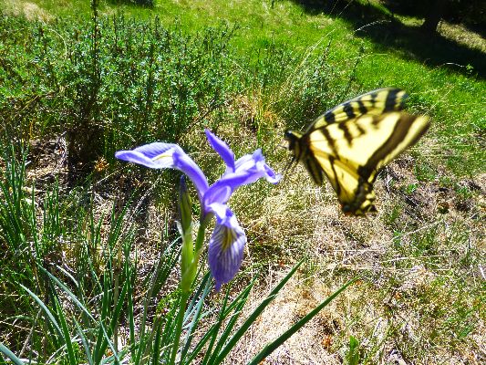 Movie Wild Iris and Swallowtail; 2.2 mb
